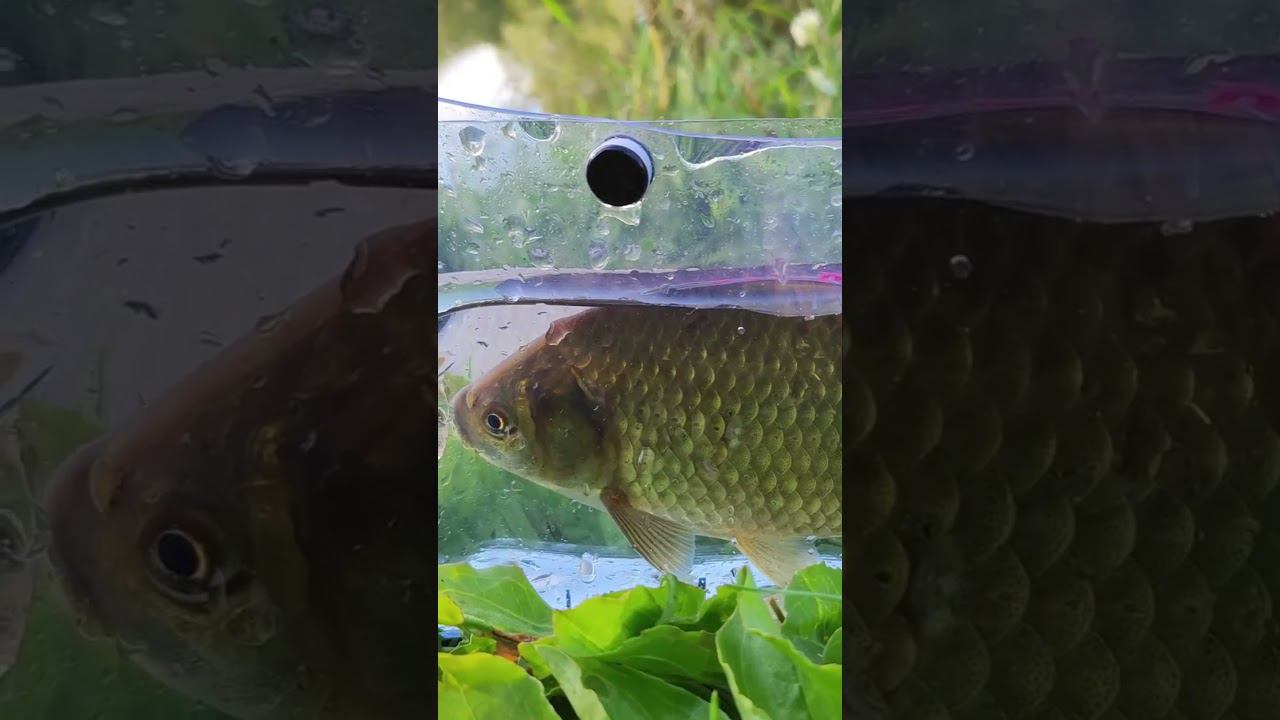 #мормышинг | Карась | смотреть онлайн