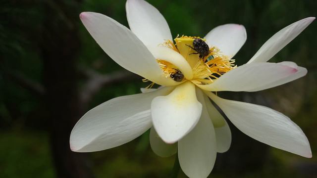 Lotus 2021 смотреть онлайн