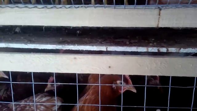клетка для кур законченный вариант смотреть онлайн