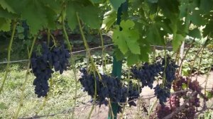 Виноград сорт Викинг (август)