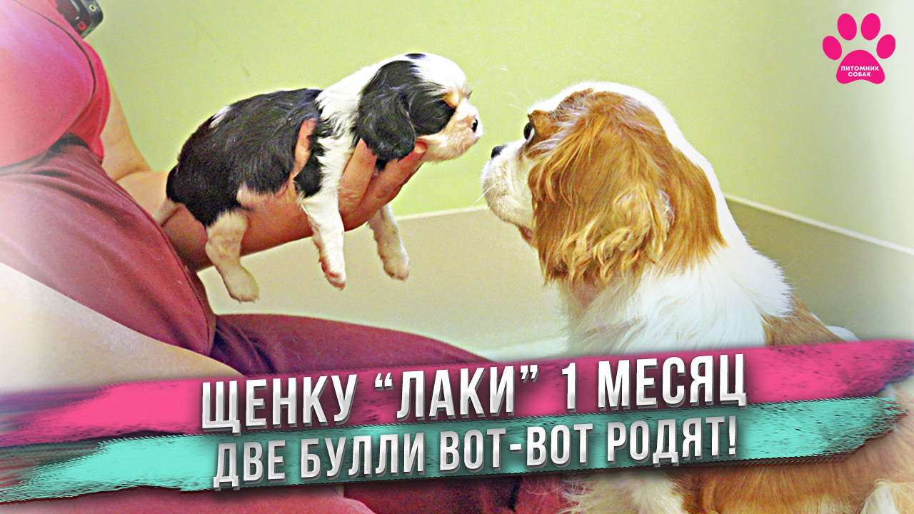 Что произошло с щенком Леди? Дюма и Ласка готовы рожать! смотреть онлайн
