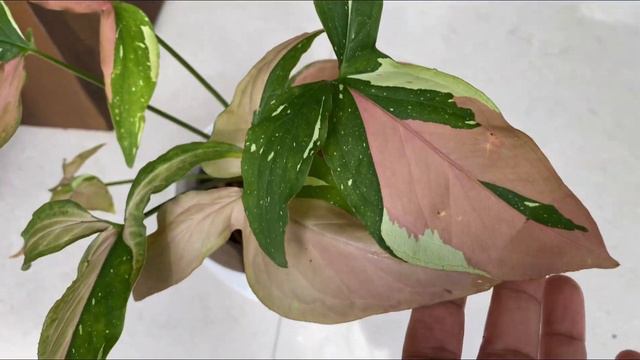 പുതിയ 7 Varieties കോമ്പോ ഓഫർ Only 750 | Top 25 Syngonium Varieties With Names смотреть онлайн