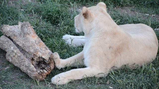 Сафари Парк львов Тайган смотреть онлайн