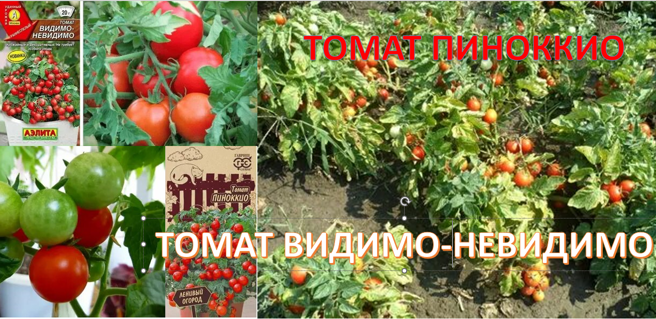 Томаты Видимо-невидимо и Пиноккио. Такие черри выращивала в прошлом году смотреть онлайн