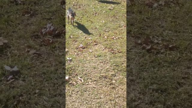 Rabid Fox смотреть онлайн