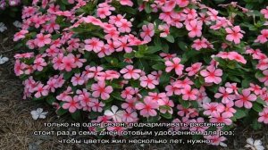 Цветок катарантус — посадка и последующий уход