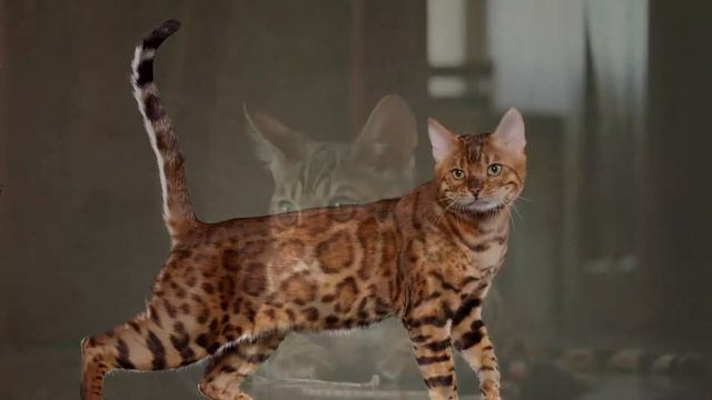 Бенгальская Кошка - Все о породе смотреть онлайн
