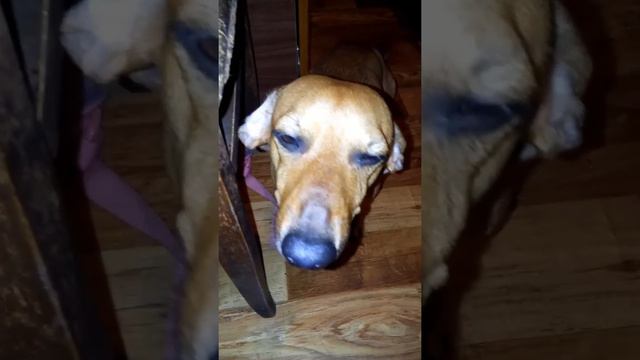 Приколы с собаками. Собака виновака!