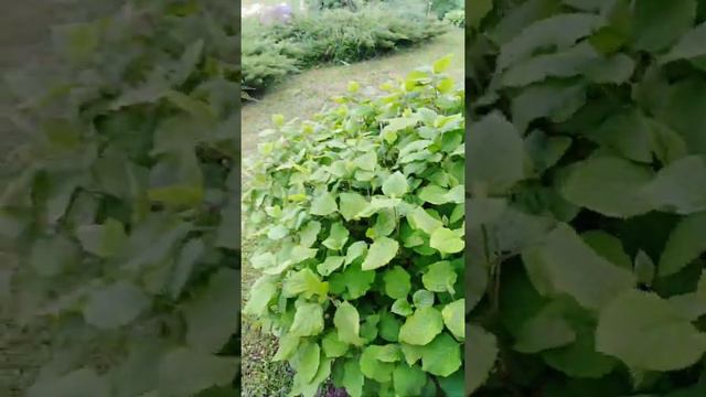Один день из жизни Family Reimer (д. Панюки смотреть онлайн