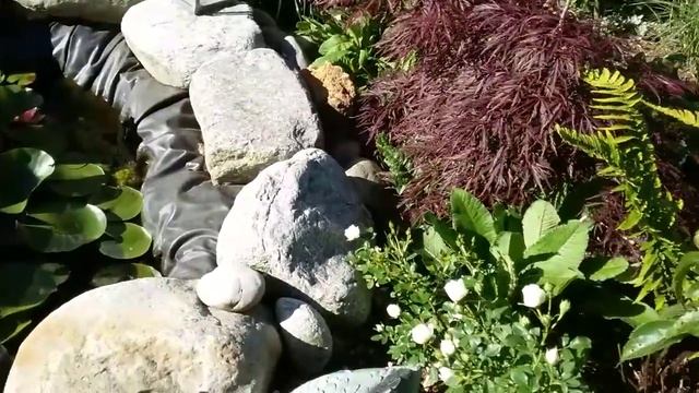 Розы и клематисы смотреть онлайн