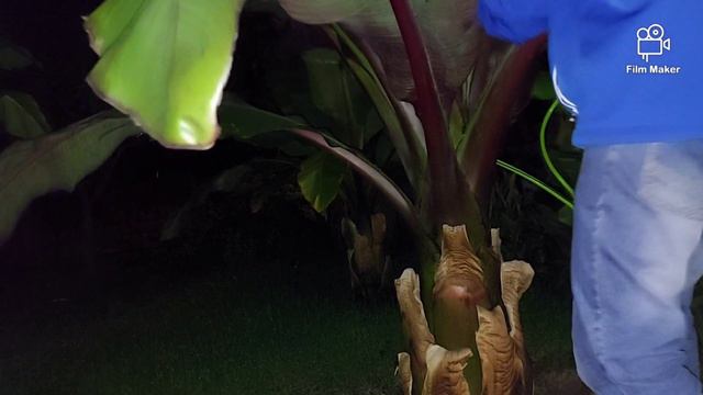 Banan się przewraca . Co zrobić na szybko смотреть онлайн