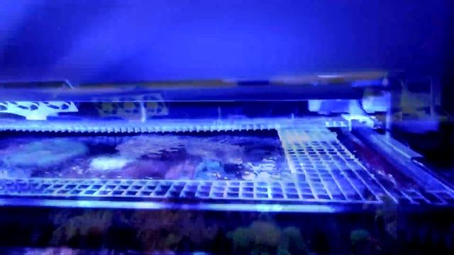 MICMOL AQUA AIR 900 - oświetlenie akwarium morskiego, które wygląda obłędnie смотреть онлайн