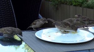 Птички для кошек. Воробьи чирикают. Видео для котов. Голоса птиц.