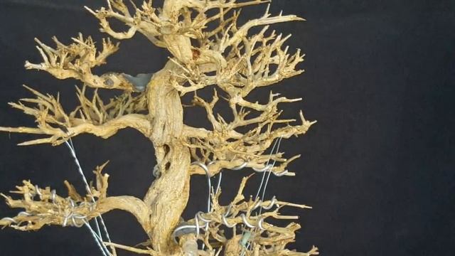 ⛩ PUNICA GRANATUM BONSAI - Remodelado y cambio de tiesto смотреть онлайн