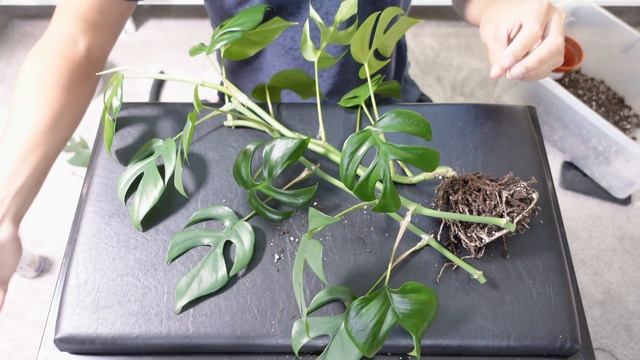 Repotting Rhaphidophora Tetrasperma