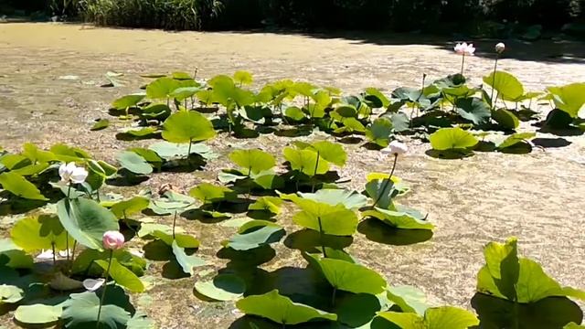 Лотосы на Океанской 22 08 2020. смотреть онлайн