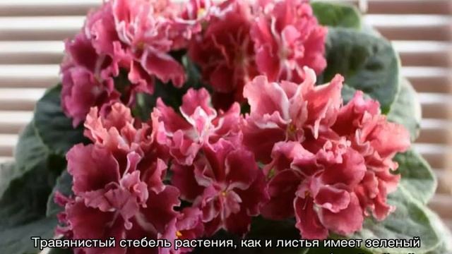 Как выглядит фиалка — описание растения смотреть онлайн