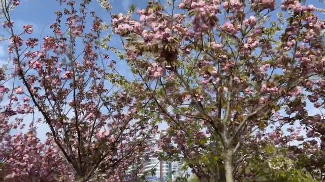 ЦВЕТУЩИЙ СОЧИ смотреть онлайн