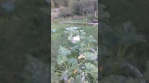Выращивание кабачков в мешках-отрицательный опыт.