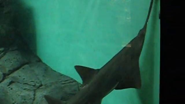 Рыбка бензо-пила