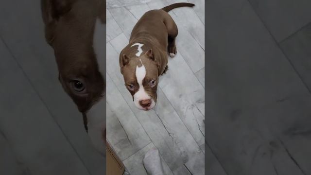 Аскер переехал в новую квартиру😍 смотреть онлайн