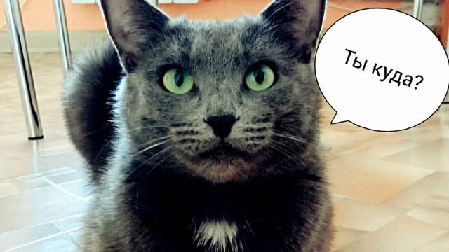 Говорить кошке куда уходишь и насколько глупо или важно? Do you talk to the cat when you leave? смотреть онлайн