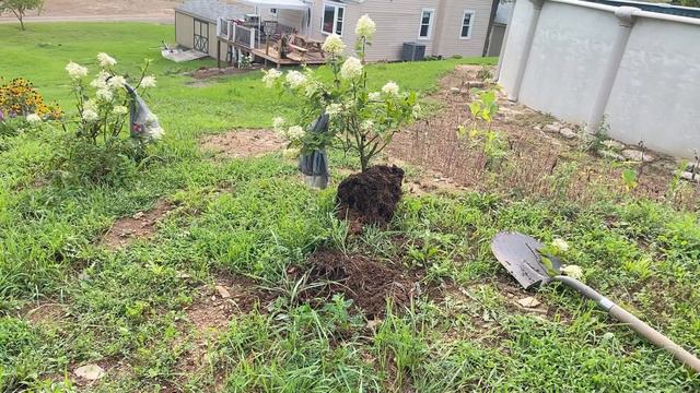 Transplanting Limelight Hydrangeas | EverCrest смотреть онлайн