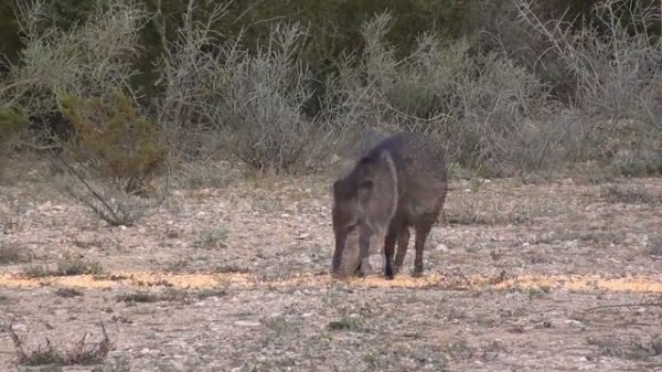 PCP пневматика.  Охота на дикую свинью👉🐷🔫