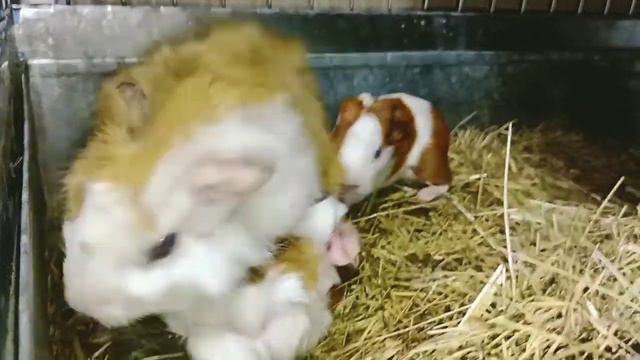 Морская свинка Нюша родила. смотреть онлайн