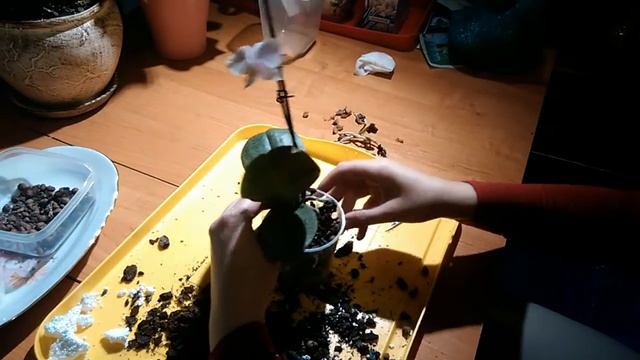 Фаленопсис_ Сажаем орхидею смотреть онлайн