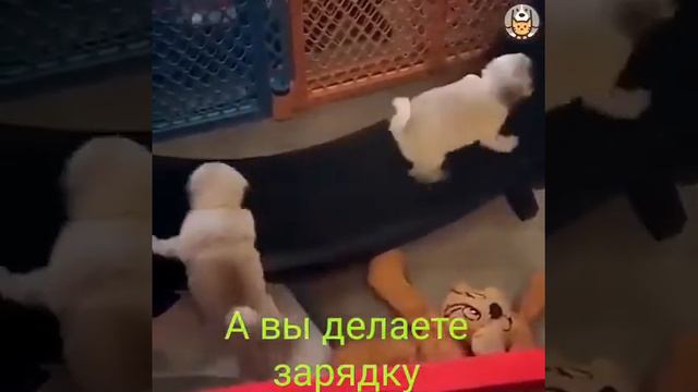 когда мама сказала с делать зарядку смотреть онлайн