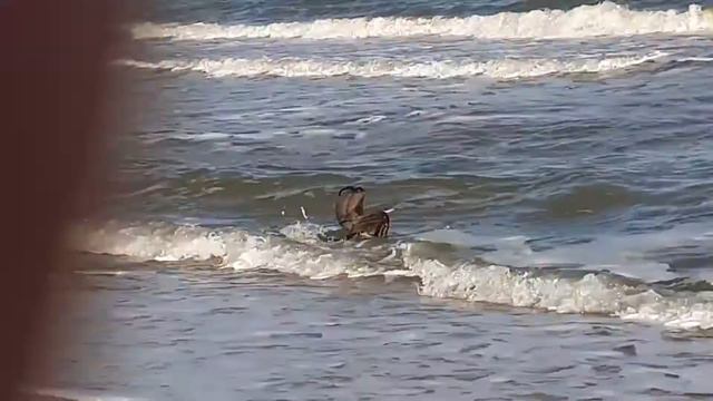 Драконы Азовское море смотреть онлайн