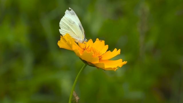 ЛЕНА ХЕППИ ПОЛНЫЙ ПРОВАЛ В АМЕРИКЕ! LENA HAPPY ВЫХОДИТ ЗАМУЖ И ПЕРЕЕЗЖАЕТ В ТУРЦИЮ! #lenahappy