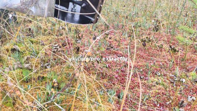 Клюква и шуруповёрт Makita (экстрактор клюквы) сезон 2023 смотреть онлайн