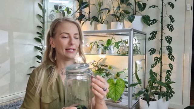 My Anthurium Collection 🌿 #anthurium #collection