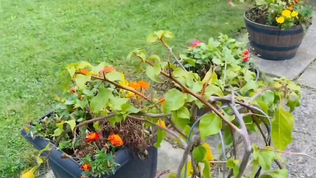 337.  Голодный муж, поэтому готовлю гречку по- купечески