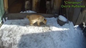 Урок для щенка Первый раз на привязи