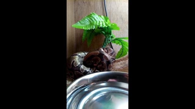 Snakes are amazing - Ball python feeding - defrosted mice - WARNING it gets bloody ! FULL VIDEO смотреть онлайн