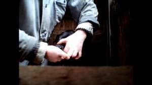 Как лечить теленка от поноса. Лечим пошагово, день за днем