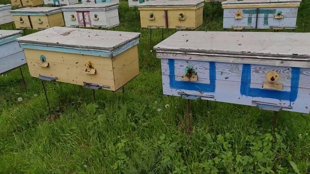 Природное явление на пасеке такое не каждый увидит как пчёлы бегут с поля перед дождём??? смотреть онлайн