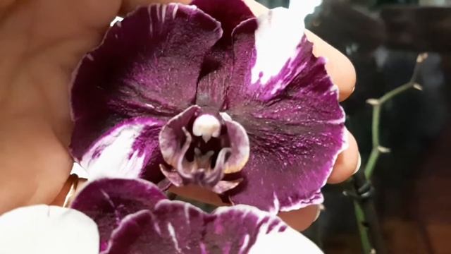 Каменная Роза дорастила бутоны (Phalaenopsis Magic Art + Harlekijn)