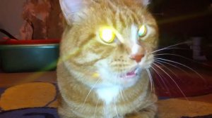 Кот шипит [cat hisses]