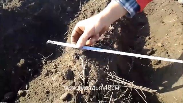 Посадка озимого чеснока , это просто! с помощью мототрактора или мотоблока смотреть онлайн