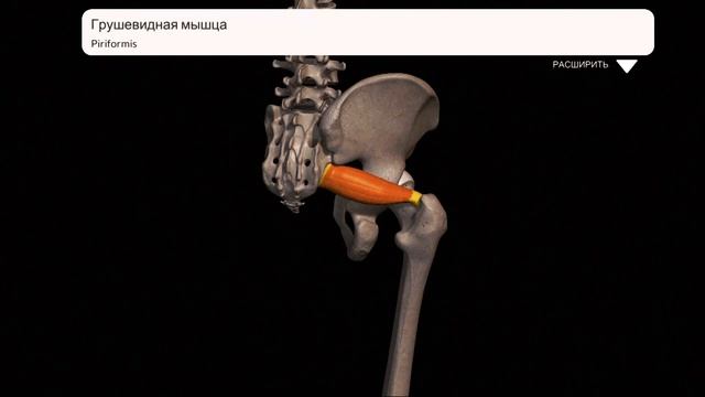 Мышцы бедра (отводящие бедро) | АНАТОМИЯ ЧЕЛОВЕКА смотреть онлайн