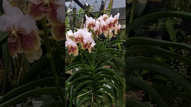 vanda sanderiana смотреть онлайн