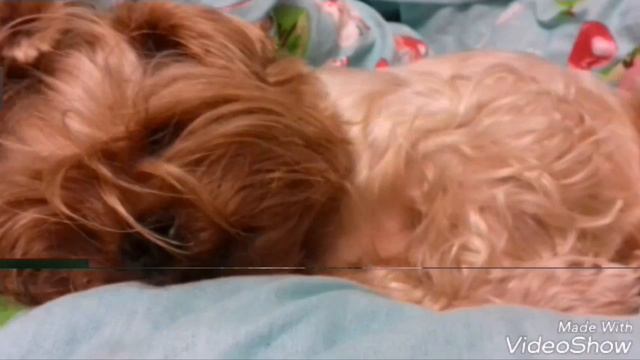 Привет,Я Боня смотреть онлайн