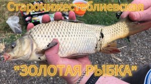 Водоём «ЗОЛОТАЯ РЫБКА». Рыбалка в Старонижестеблиевской. Ожидали большего...