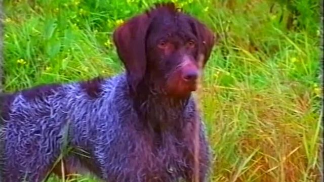 Охота на тетерева. Осень. смотреть онлайн