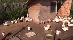 Хозяйка большого подворья