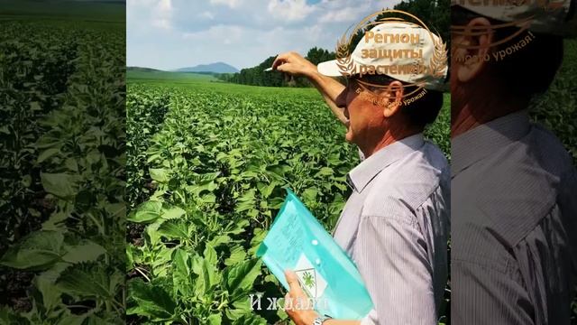 ? Семена подсолнечника ? Гибриды подсолнечника ? Евралис ? Агроплазма ? НСХ Сербия ? Всё у нас смотреть онлайн